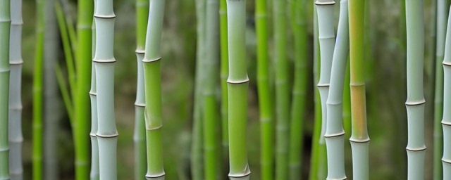 银竹多久浇一次水好
