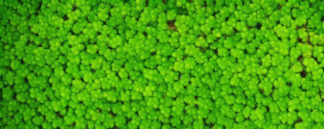 绿色植物有哪些