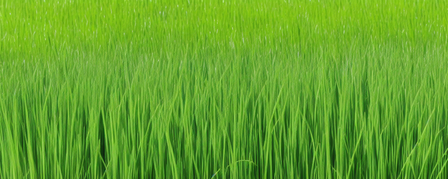 指甲草多久浇一次水