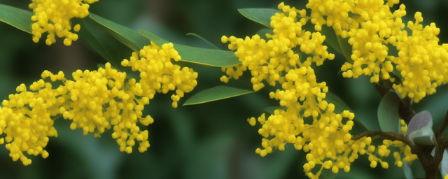 西北桂花多久浇一次水