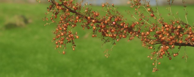 种山楂多久浇一次水