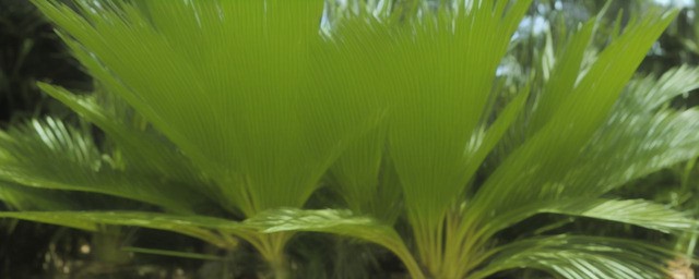 白掌 多久浇一次水