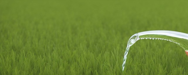 银手指多久浇一次水
