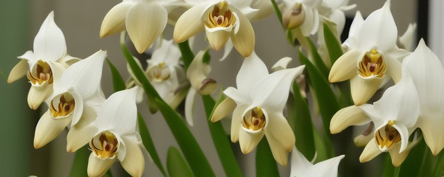 蕙兰花多久浇一次水