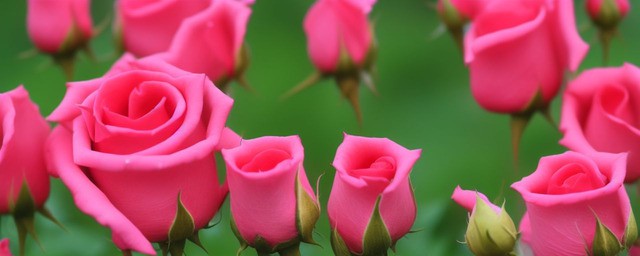 月季出芽多久浇一次水