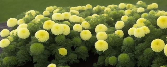 菊花冬季多久浇一次水