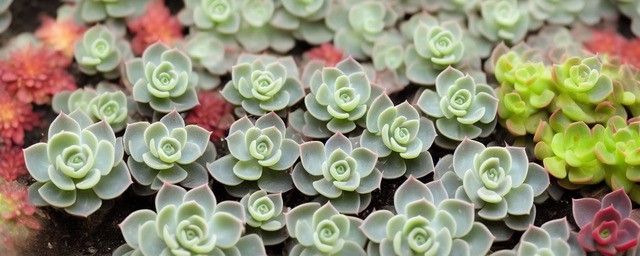 石莲花多久浇一次水