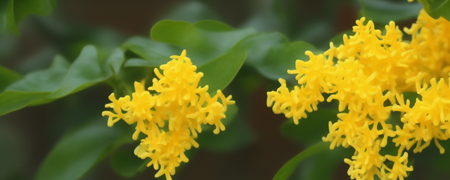 桂花养护多久浇一次水