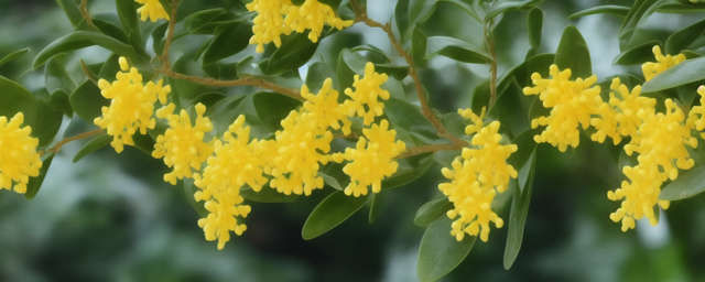 鲜桂花如何保存