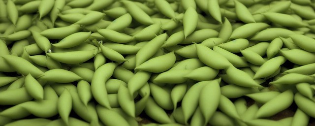 种植绿豆多久浇一次水