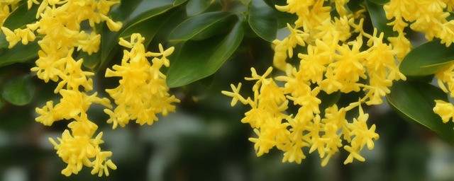 桂花茉莉多久浇一次水