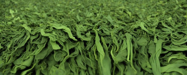 飘雪茶叶几月份采摘