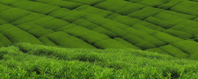 花茶产区几月份采摘