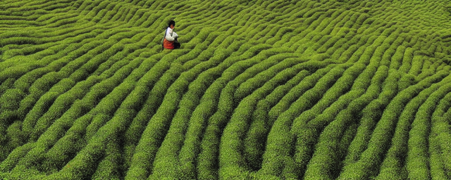 陕南茶叶几月份采摘