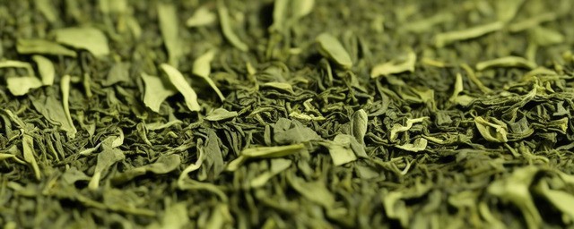 南方茶叶几月份采摘