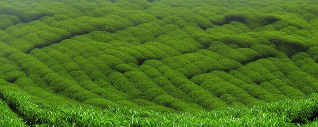 西湖茶叶几月份采摘