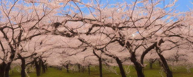 什么年份的桃花最旺