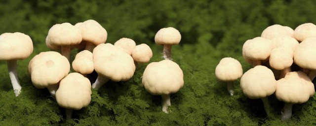 猴头菇的危害极大