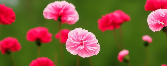 康乃馨花代表什么
