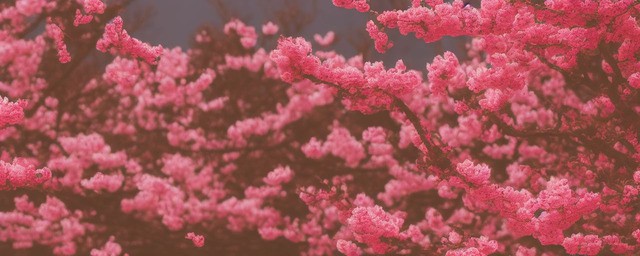 春节回家带什么