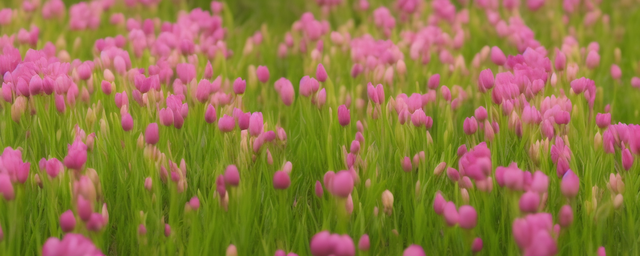 什么花开花最旺盛