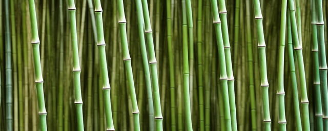 竹荪几月份采摘好吃