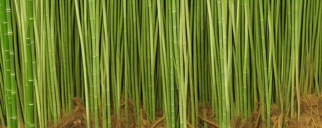 竹荪几月份采摘合适