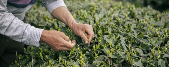 贵州茶叶采摘到几月份结束