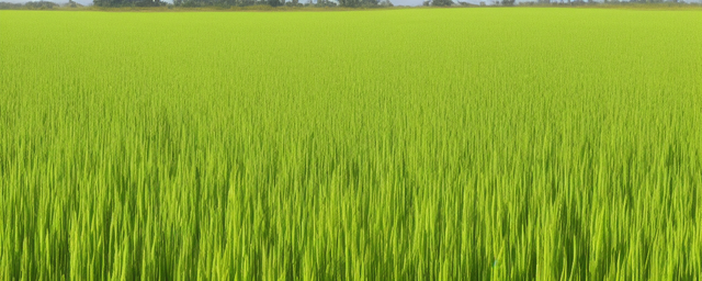 槐米几月份采摘最好