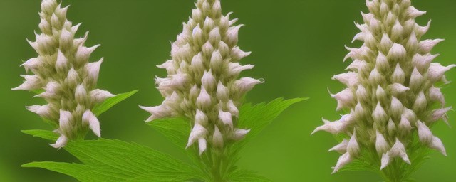 益母草怎么食用