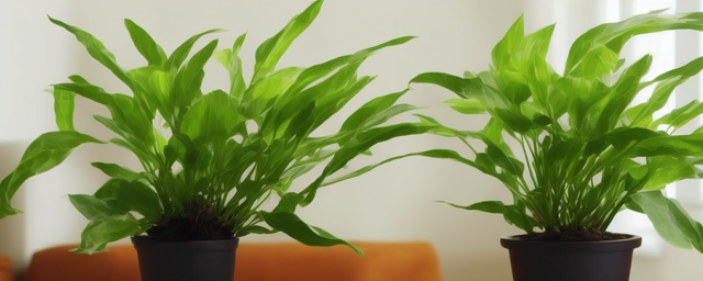 家里种什么植物最旺宅风水