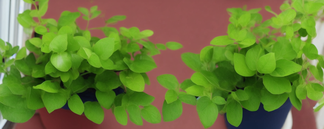 阳台种什么绿植最旺风水