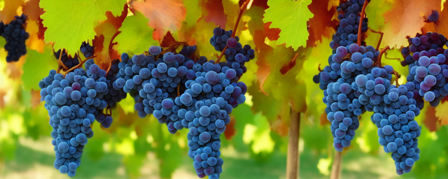 采摘葡萄几月份合适 采摘葡萄几月份合适