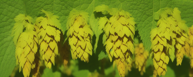 葎草几月份采摘