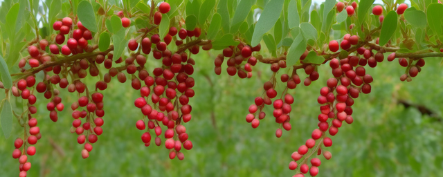 枸杞头几月份采摘