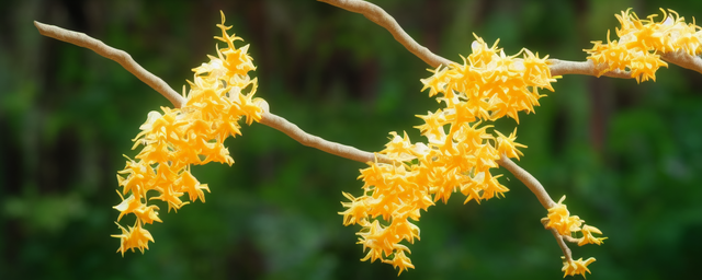 喝铁皮石斛上火还是降火