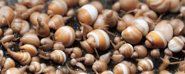 田螺如何洗干净