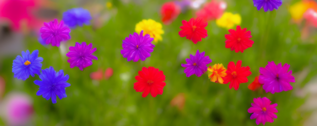 门前栽什么花最旺财呢