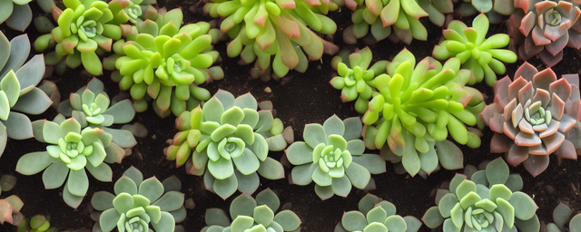 多肉什么时候长得最旺