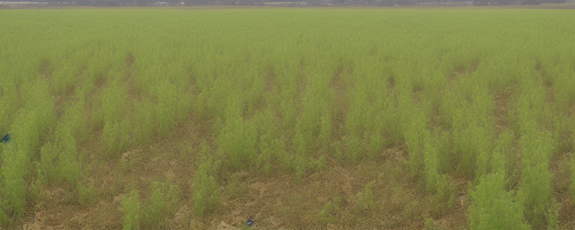 夏枯草几月份采摘