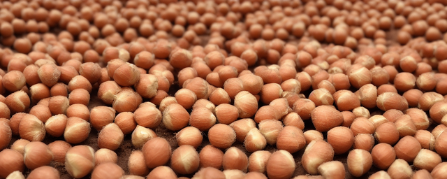 大榛子几月份采摘