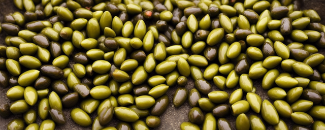 橄榄果几月份采摘