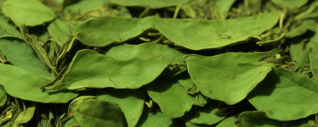 新茶叶几月份采摘