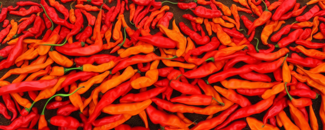 漳州尖椒几月份采摘