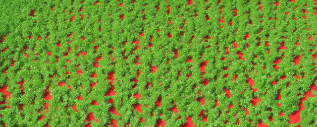 枸杞尖几月份采摘