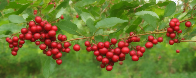 杨梅几月份采摘的最好 杨梅几月份采摘的最好