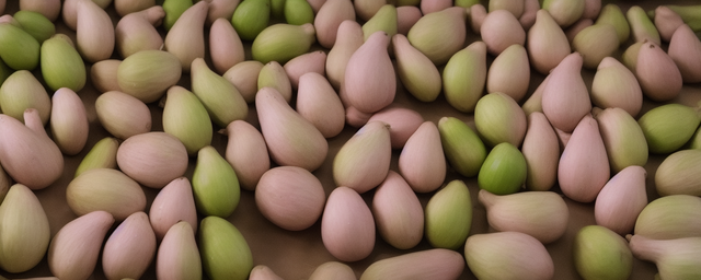 乳鸽几月份成熟采摘