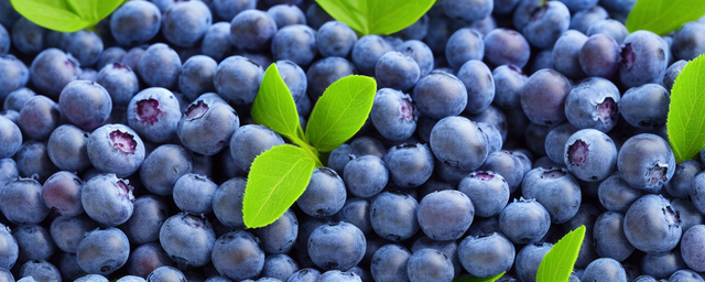 北方的蓝莓几月份采摘的