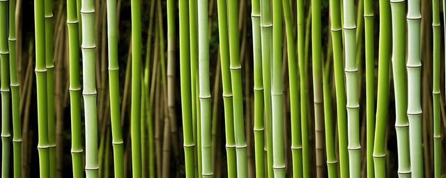 房屋后面栽什么竹最旺