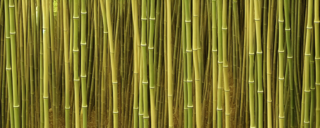 竹荪采摘是几月份采摘 竹荪采摘是几月份采摘